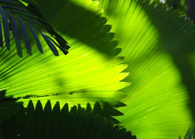 Green Palm Frawns