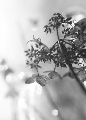 Hydrangea Blossoms in Winter