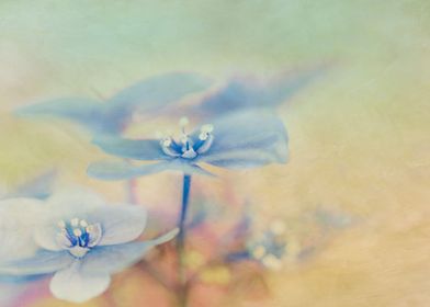 Painterly Blue Hydrangea , painterly