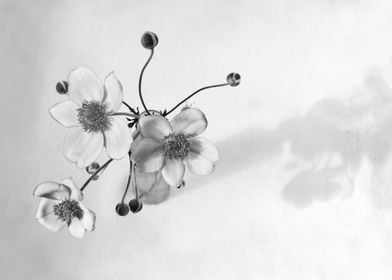 Japanese anenome Flower Bouquet in Black and White