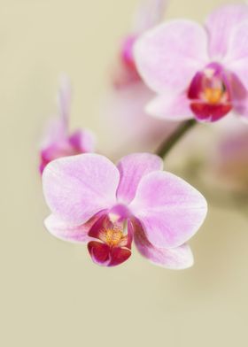Pink Orchid Display with focus on the inner beauty of t ... 