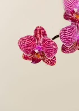 Magenta and White Stripped Orchids with focus on the in ... 