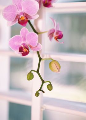 Pretty pink orchids and new buds dangling down in front ... 