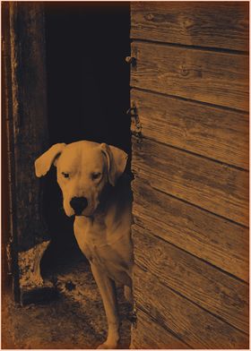 Loner Dogo Argentino