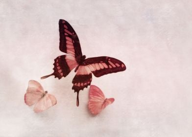 Pastel Pink Butterflies