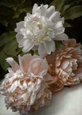 Soft Pink Peonies