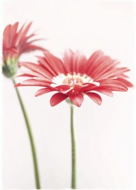 Simply Gerberas