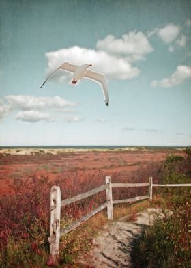 Gull Over Provincelands Trail - Near Provincetown on Ca ... 