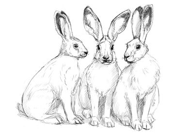 Three Hares sk131