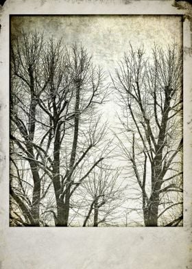 Winter trees - ©Silvia Ganora Photography - All Rights  ... 