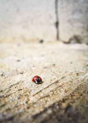 Coccinella Rossa