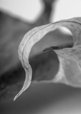 Leaf 3 - part of a series of black and white fine art p ... 