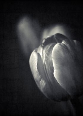 Close-up of a yelllow tulip blossom