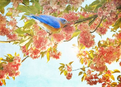 Indigo Bluebird in Pink Flowering Tree