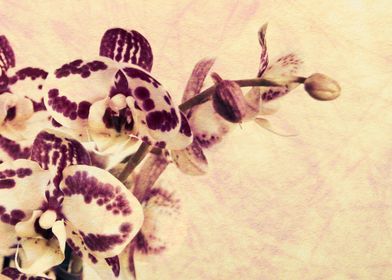 Orchids vintage