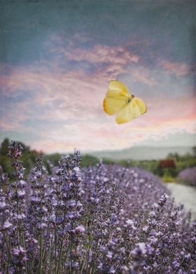 Summer Field of Lavender Flowers with Pink Clouds Blue  ... 