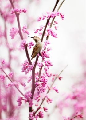 Allens Hummingbird perched among pink spring blossoms