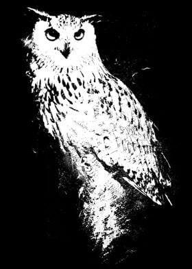 Nocturnal Wisdom:  The owl is a legendary bird, fabled  ... 
