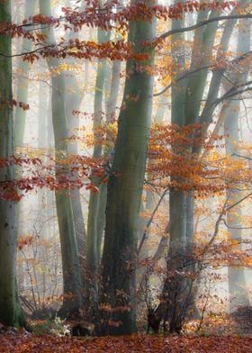 Mystic foggy forest in autumn, beeches wreathed in mist ... 