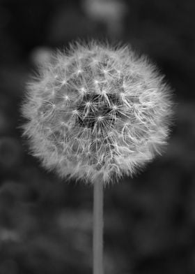 Black and white photo of the full globe of a dandelion  ... 
