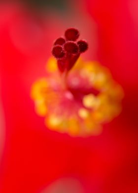 Macro of the inside of Hibiscus flower