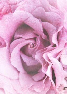 textured photography of a pink rose