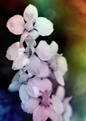 colored Photography of white flowers