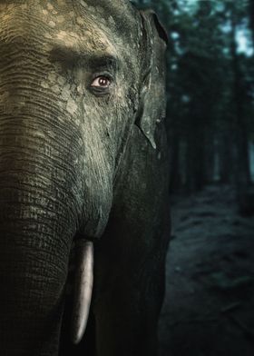 we are animals - elephant