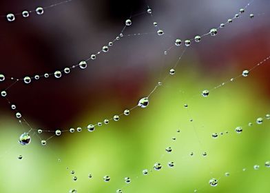 Wonder Web Droplets
