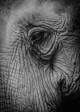 Elephant Eye II