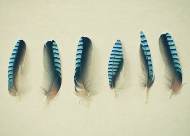 Feathers No.1 Still life feather photography by Cassia ... 