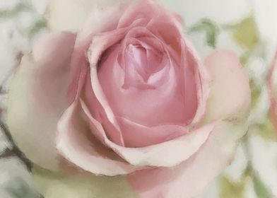 tender rose