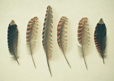 Feathers No.2 Still life feather photography by Cassia ... 