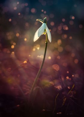 Snowdrops flowers in the morning rain