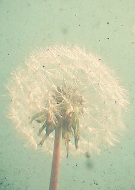 Dandelion Clock