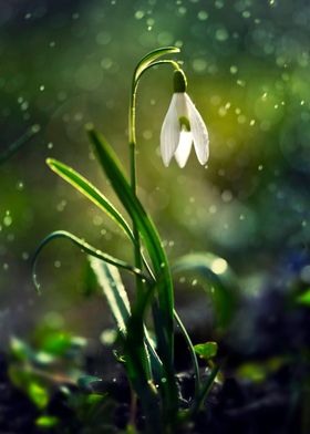 Morning impression with snowdrops