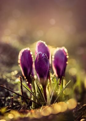 Violet crocuses in the morning sun