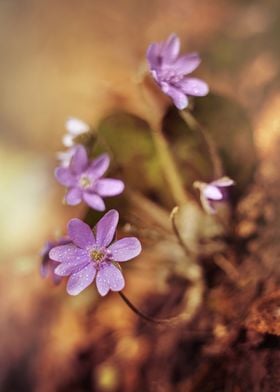 Afternoon with Hepatica
