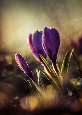 Violet crocuses