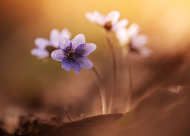 Afternoon Impression With Liverworts