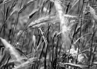 Wheat ©2011 Anita Kovacevic
