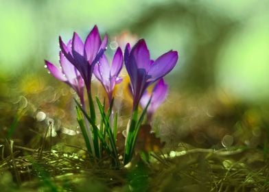 Morning impression with violet crocuses