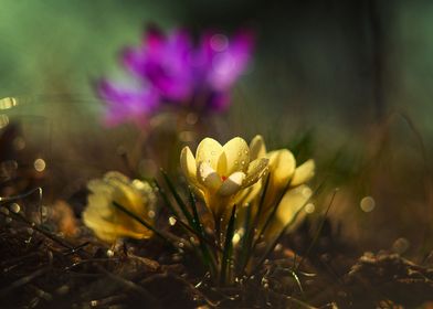 Yellow and violet crocuses