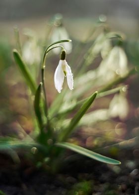 Snowdrops in the morning