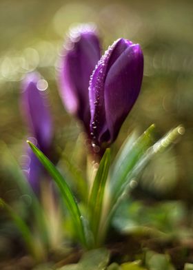 Violet crocuses in the afternoon rain