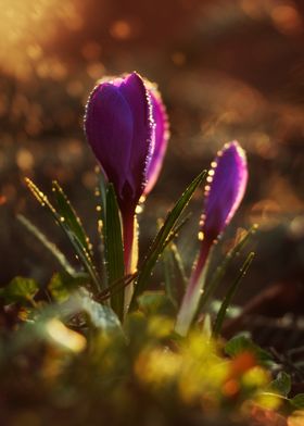 Purple crocuses in the morning light