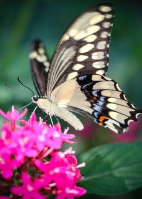 Giant Swallowtail Papilio Cresphontes