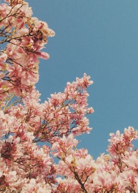 Pink Blossoms