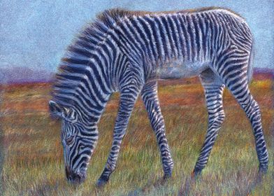 Zebra foal CC