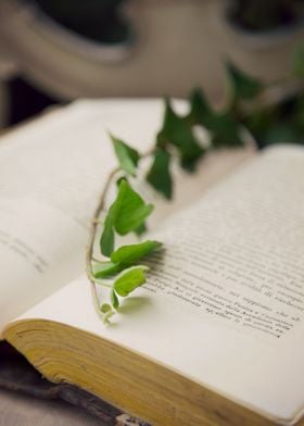ivy book open nature leaf  page romantic poetic
